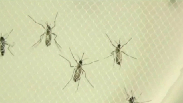 Local Miami businesses worry as more people catch Zika virus