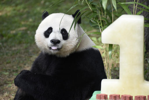 Panda Birthday