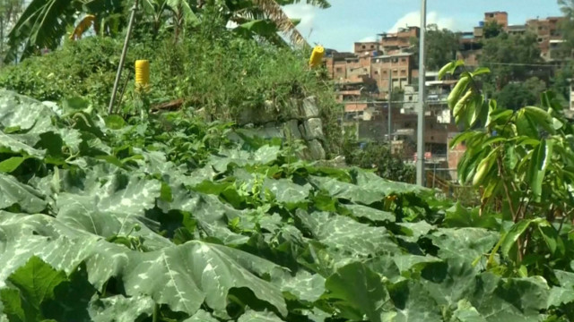 Venezuelans heed Maduro's call to start urban farms1