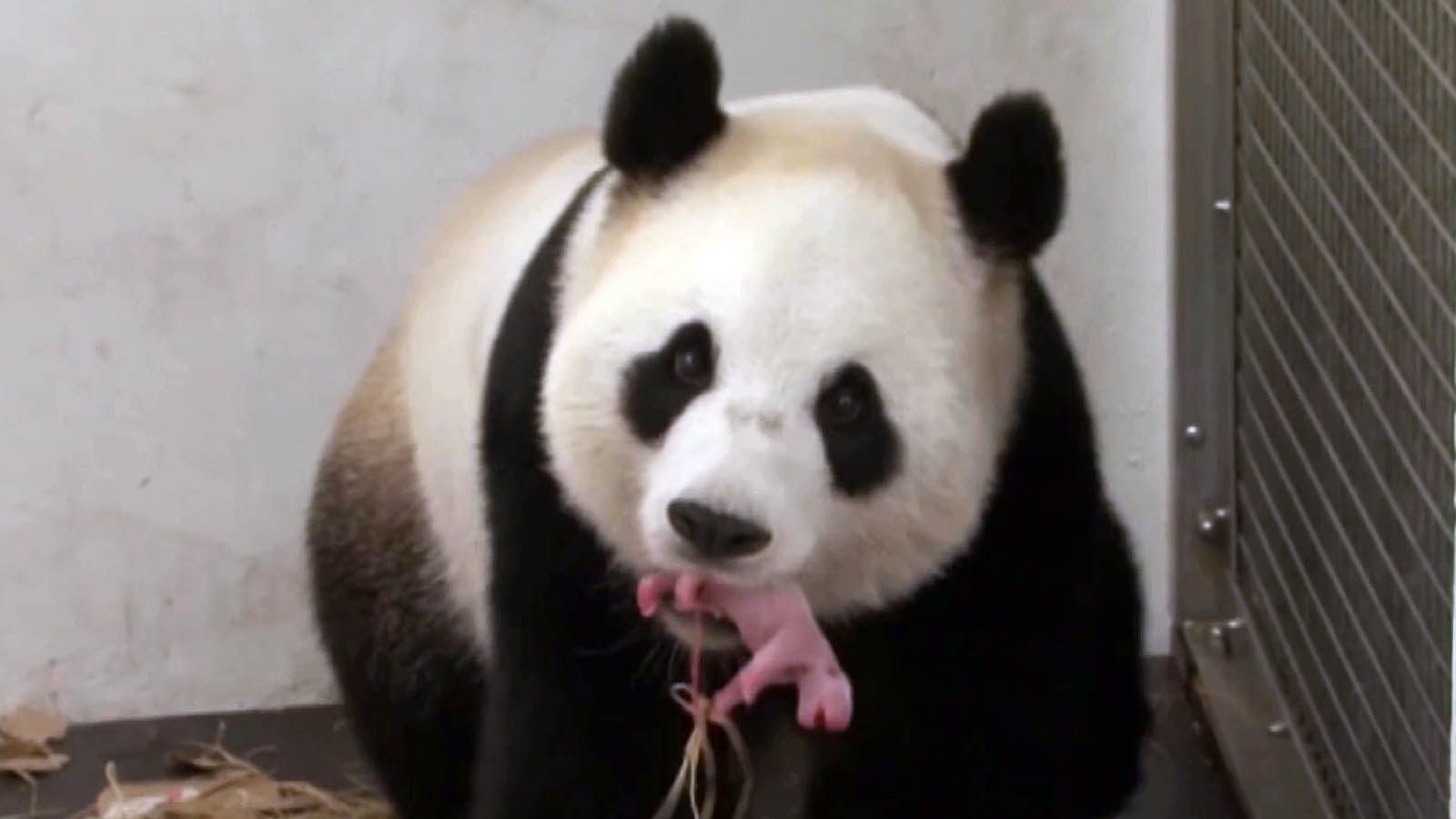 belgian-zoos-baby-panda-receives-new-name