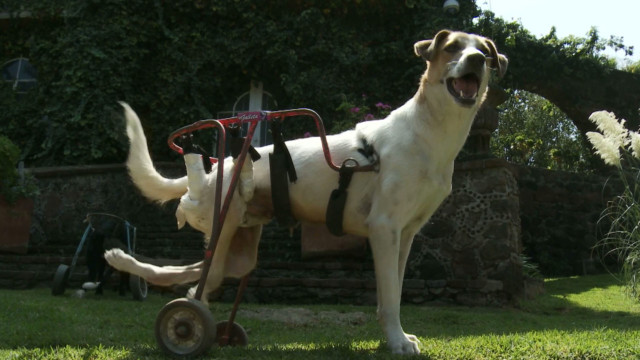 A dog in a wheelchair
