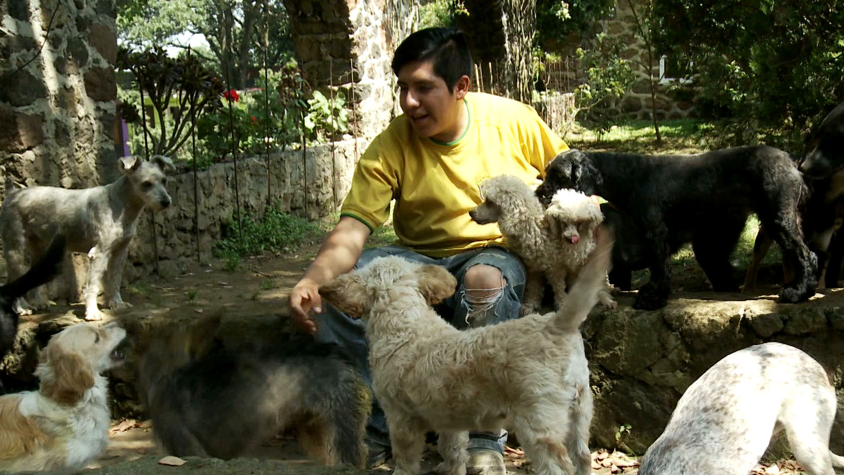 Staff member petting a group of dogs