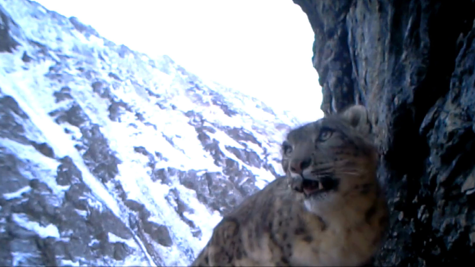 XINJIANG: Tracking the elusive snow leopard