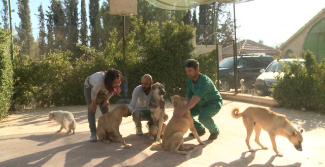 Nonprofit group rescues injured, abandoned animals in Syria