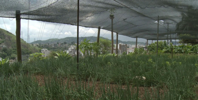 Organic food garden created in Rio's neglected neighborhood