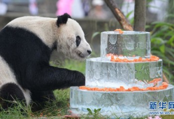 Pan Pan, the world's oldest male panda, dies aged 31