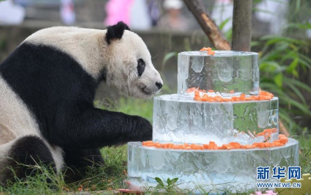 Pan Pan, the world's oldest male panda, dies aged 31
