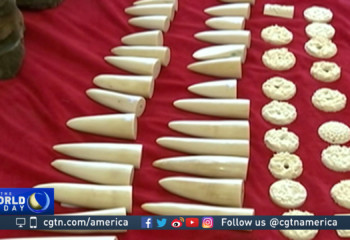 China cracking down on the ivory trade and production