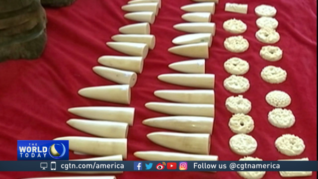 China cracking down on the ivory trade and production
