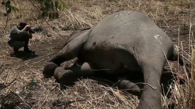 New York City cracks down on ivory trade