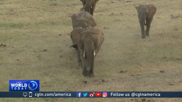 Kenya carries out wildlife census in Tsavo East National Park
