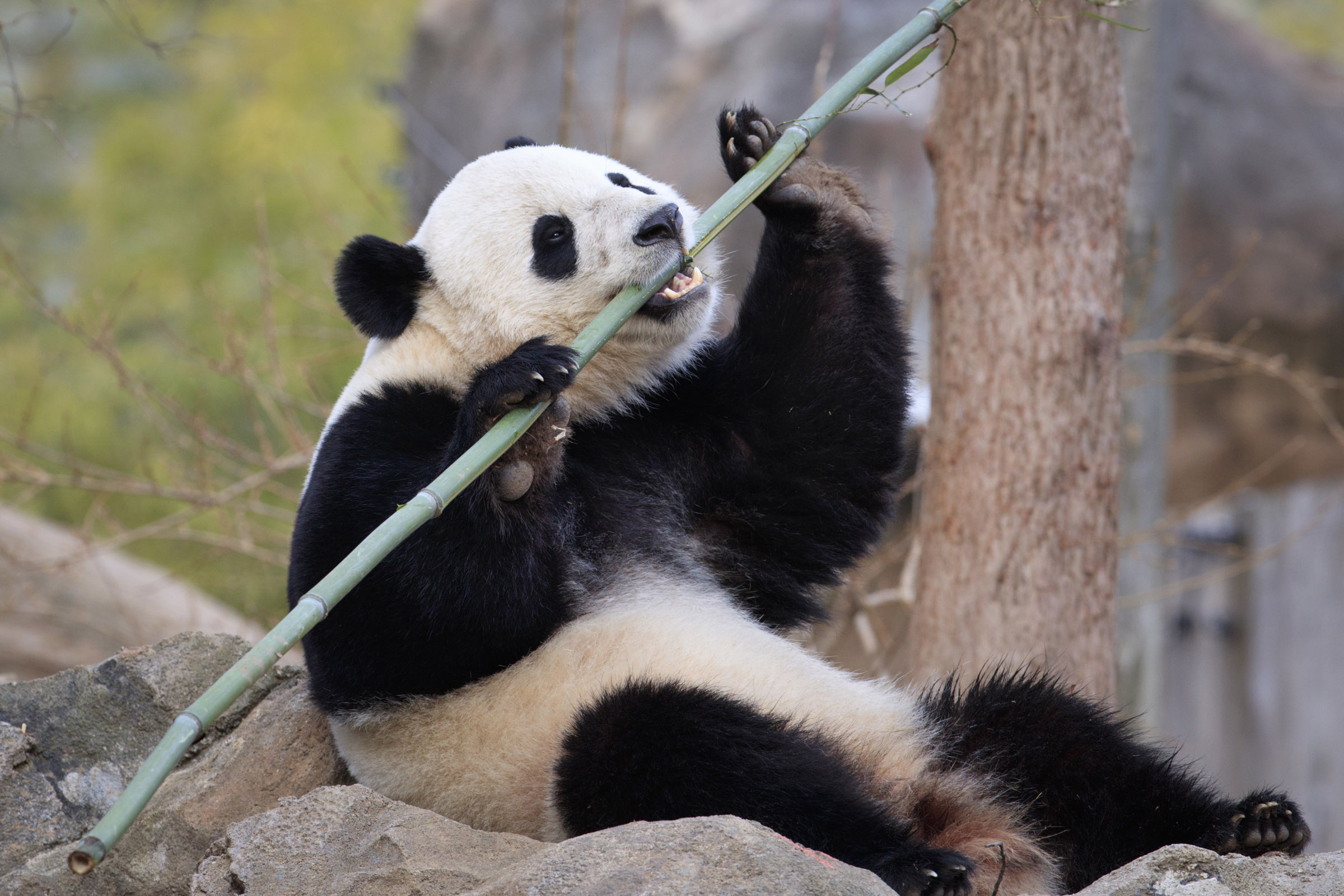 Giant panda BAO BAO leaves US to live in China