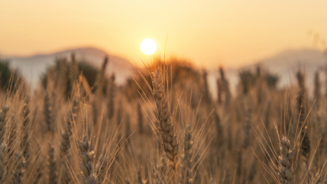 Sunset over the Wheat Field