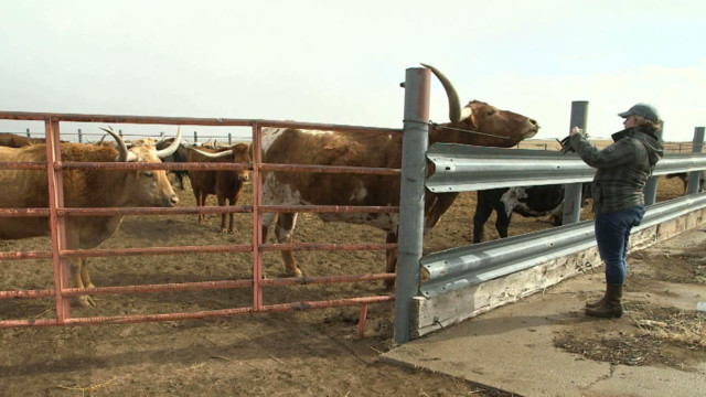 Wearable device for cows turns into big business