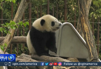 Belgian zoo celebrates birthday of its first baby panda