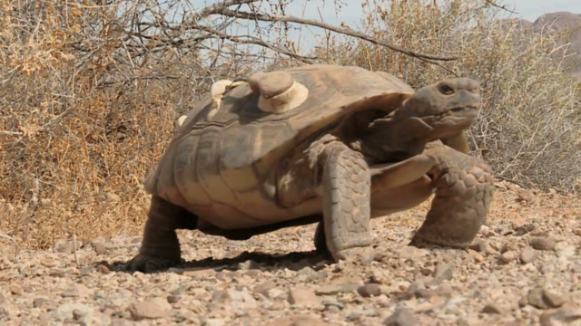 California Desert Tortoise in danger following five-year drought