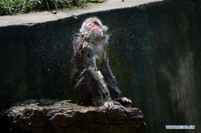 A Japanese macaque splashes water at Hefei Wildlife Park in Hefei