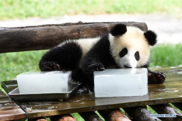 a panda holding ice cubes for coolness in Chongqing Zoo