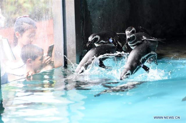 penguins jumping into water for coolness at Chongqing Zoo
