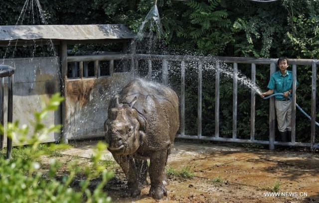 A rhino takes a shower in Beijing Zoo in Beijing