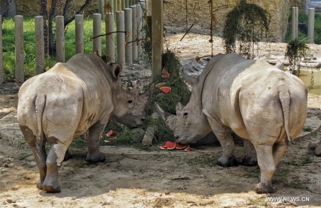 Rhinos eat watermelons in Beijing Zoo