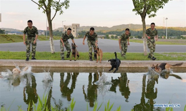 Police dogs are led to a pool to cool down