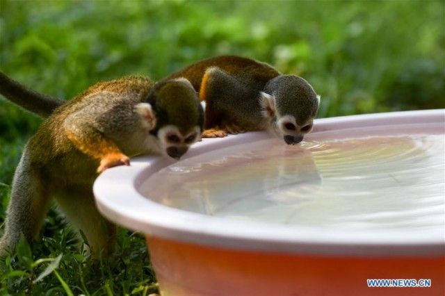 Squirrel monkeys drink water at Hefei Wildlife Park in Hefei