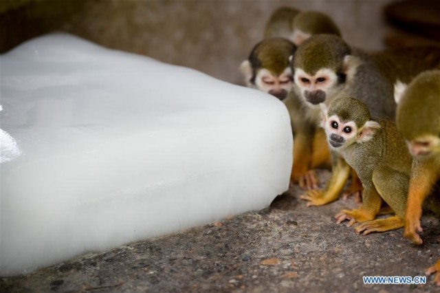 Squirrel monkeys approach an ice cube at Hefei Wildlife Park in Hefei