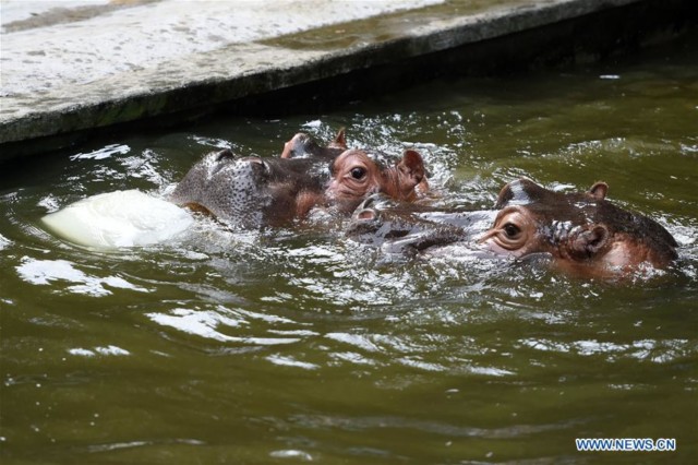 two hippos chasing for an ice cube in the water in Chongqing Zoo