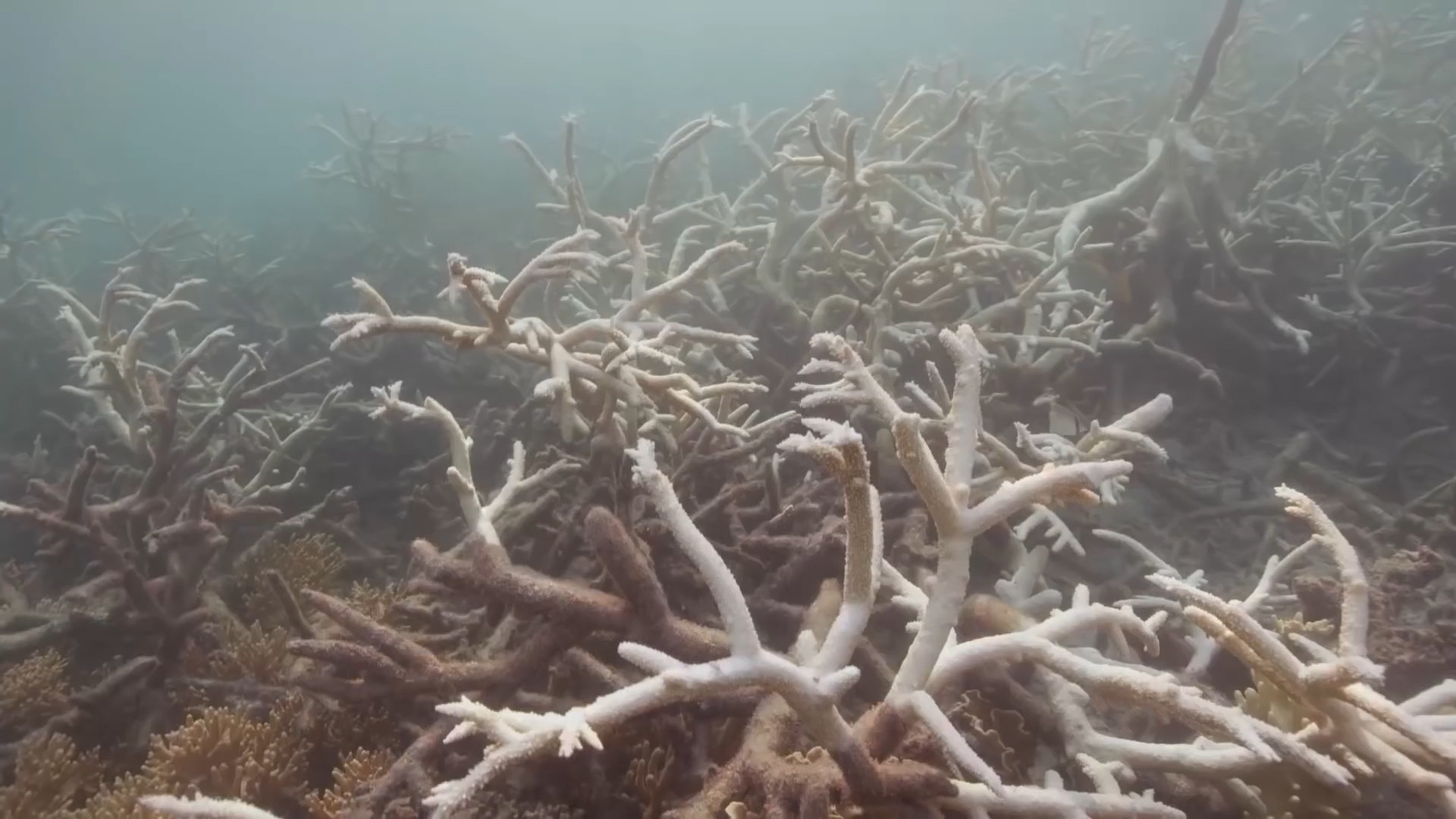 Dying coral in the Great Barrier Reef