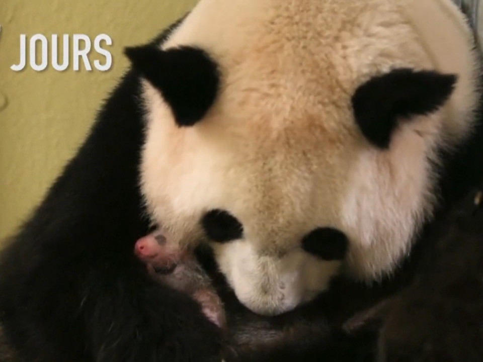 One-month-old panda cub doing well at French zoo