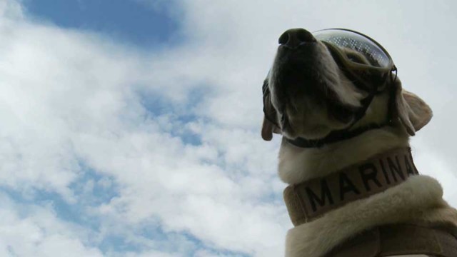 Canine crews become unsung heroes of rescue efforts in Mexico City