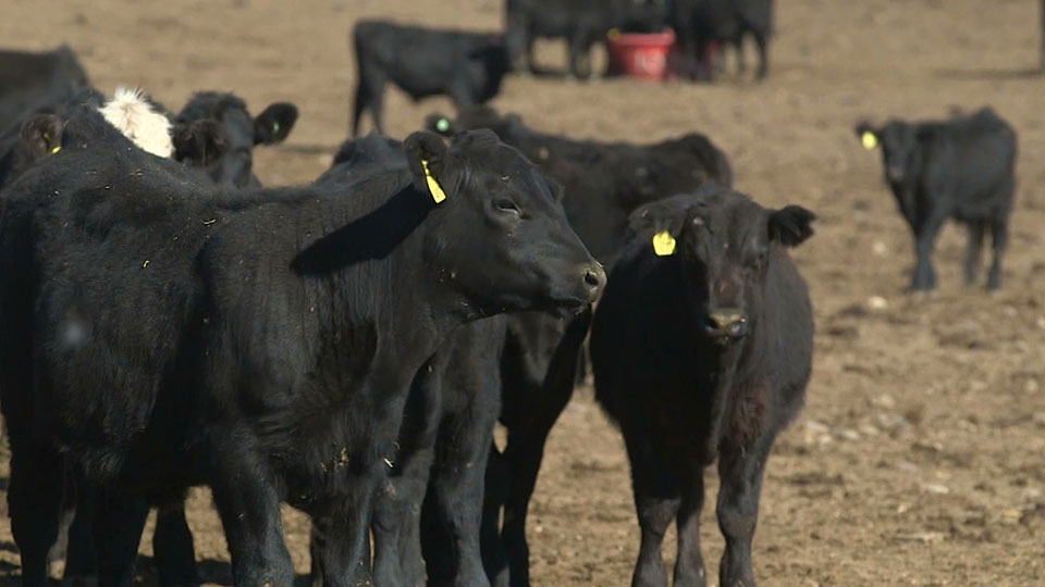 American cattle country looks to China for major investment in Montana