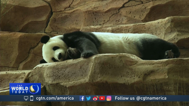 Panda sanctuary opens near Indonesian capital Jakarta