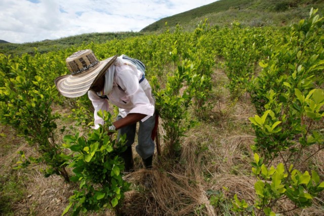 A farmer cleans a coca crop in Cauca