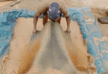 Gold miner shaking rug