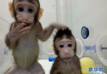 Two cloned monkeys born in China