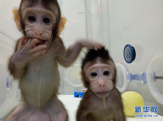 Two cloned monkeys born in China