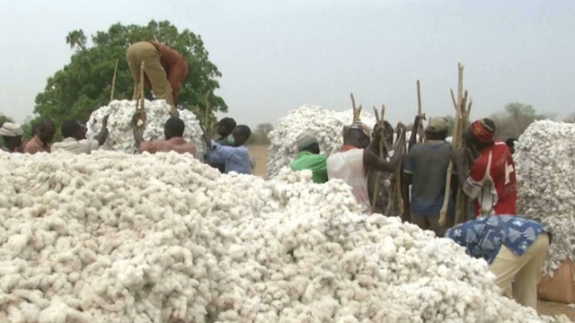 Burkina Faso phases out genetically modified cotton after low quality yields