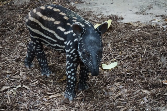 Minnesota Zoo Tapir Calf