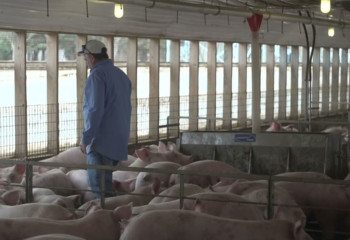 Illinois pig farmers worry China trade tariffs could decimate industry