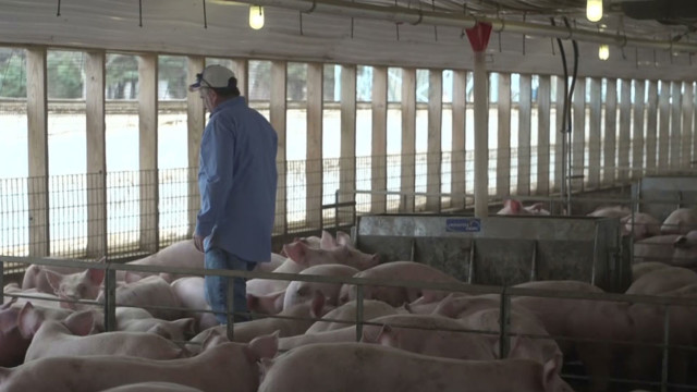 Illinois pig farmers worry China trade tariffs could decimate industry
