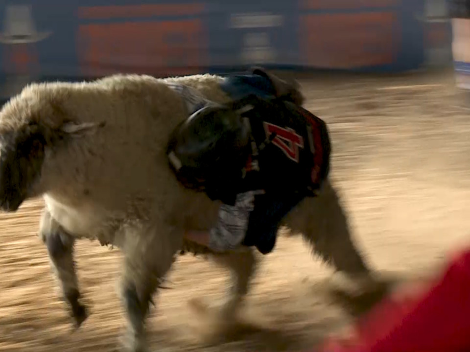 Kids in Texas try Mutton Bustin' Sheep Racing
