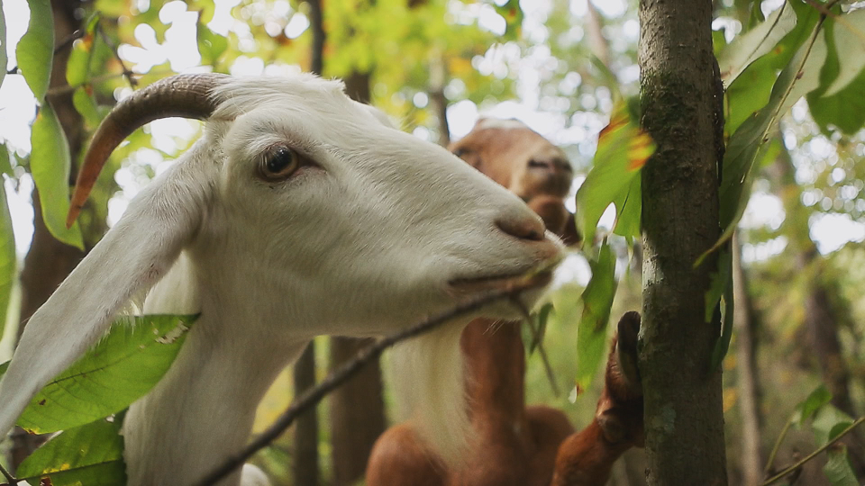 Full Frame Close Up: Get Your Goat!