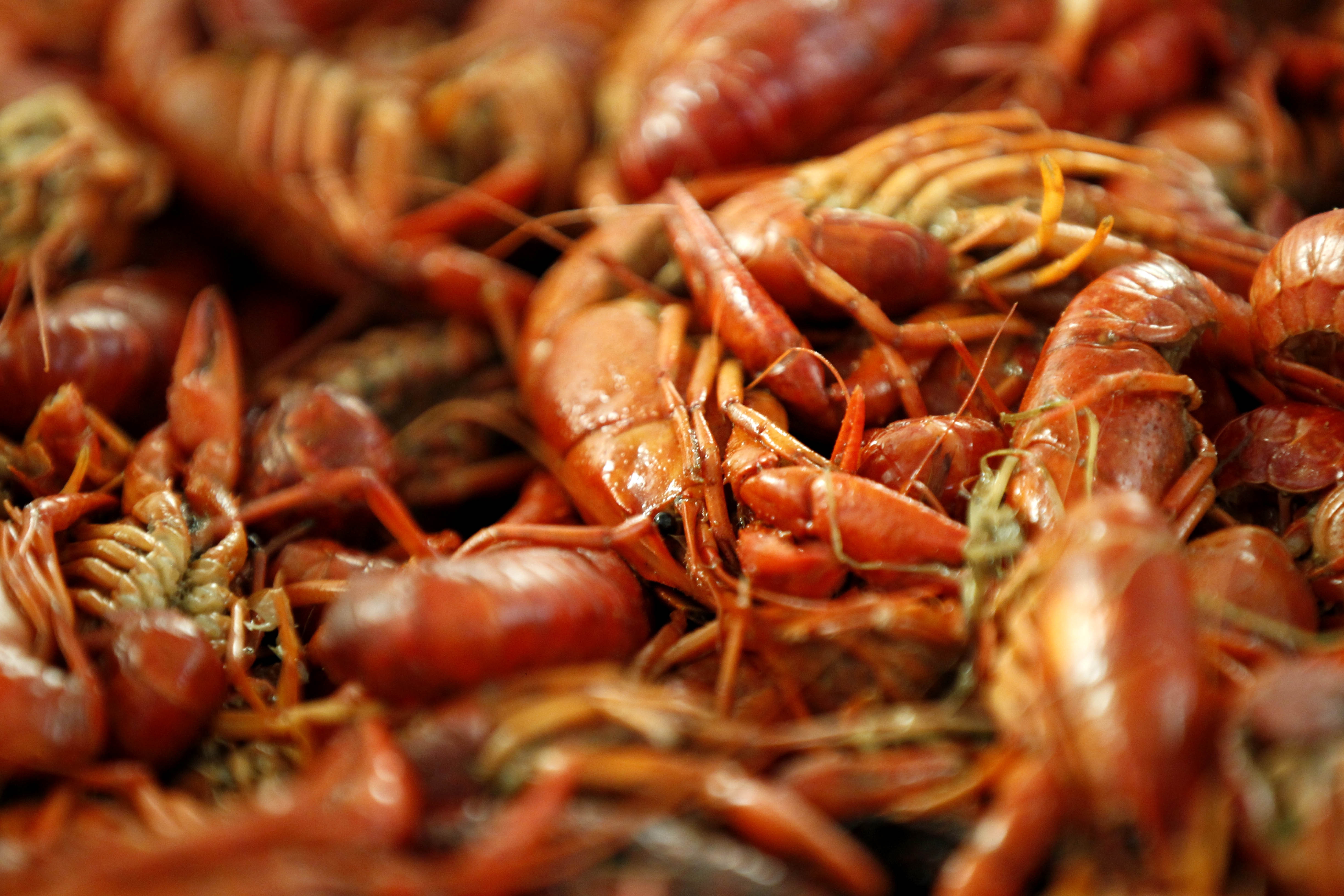 China and the US share a craze over crawfish
