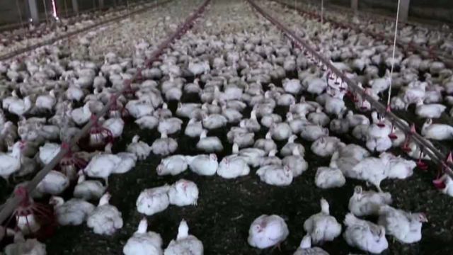Brazil hopeful Chinese import measures on poultry will be lifted soon