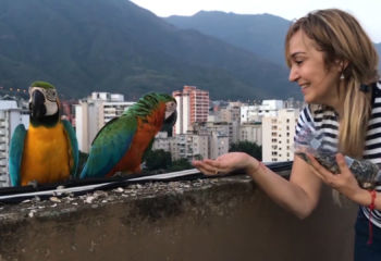 The "Protector of Macaws" has spent 40 years freeing macaws from captivity in Caracas