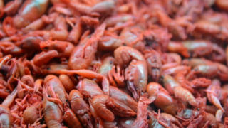 Ancient Mexican insect food offer alternatives for healthy eating