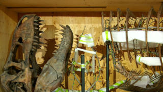 U.S. museum expecting large crowds when new T-Rex exhibit opens