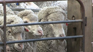 Growing Chinese demand fuels record prices for wool in Australia